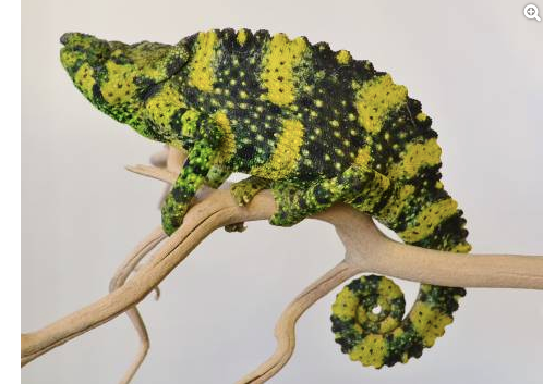 Meller’s Chameleon