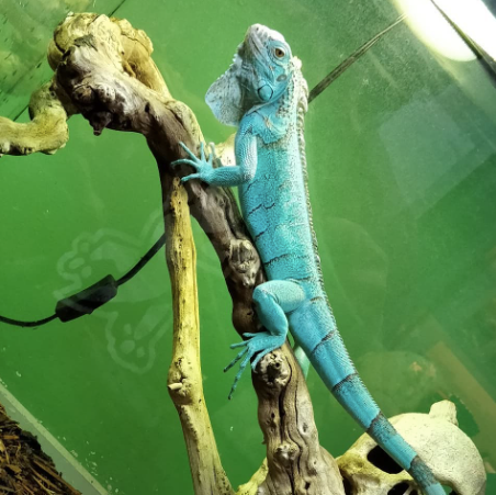 Miami Blue Iguana