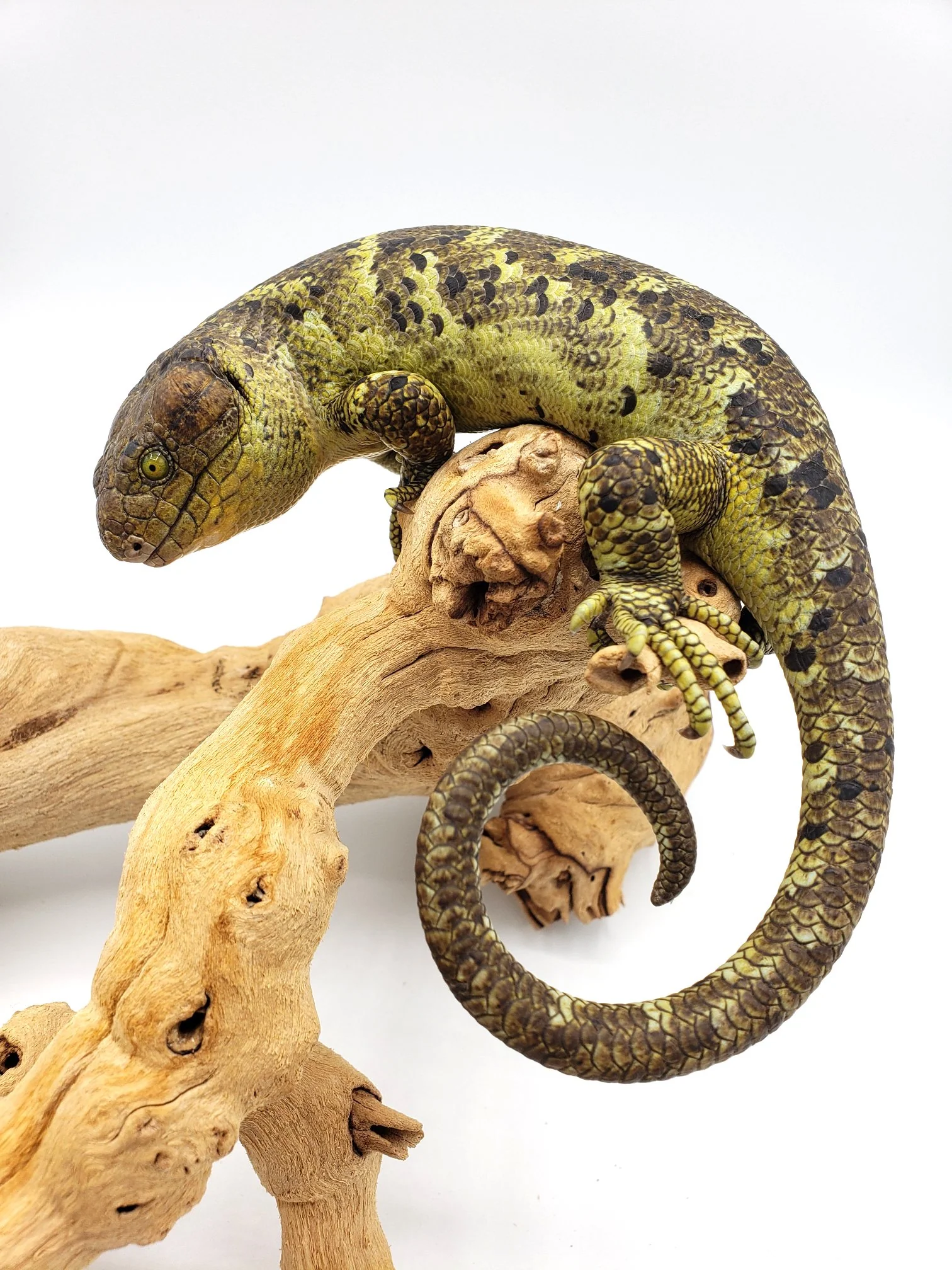 Monkey Tail Skink