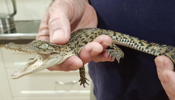 Morelet’s Crocodile for
