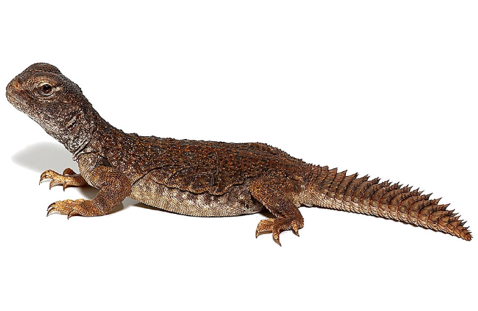 Moroccan Uromastyx