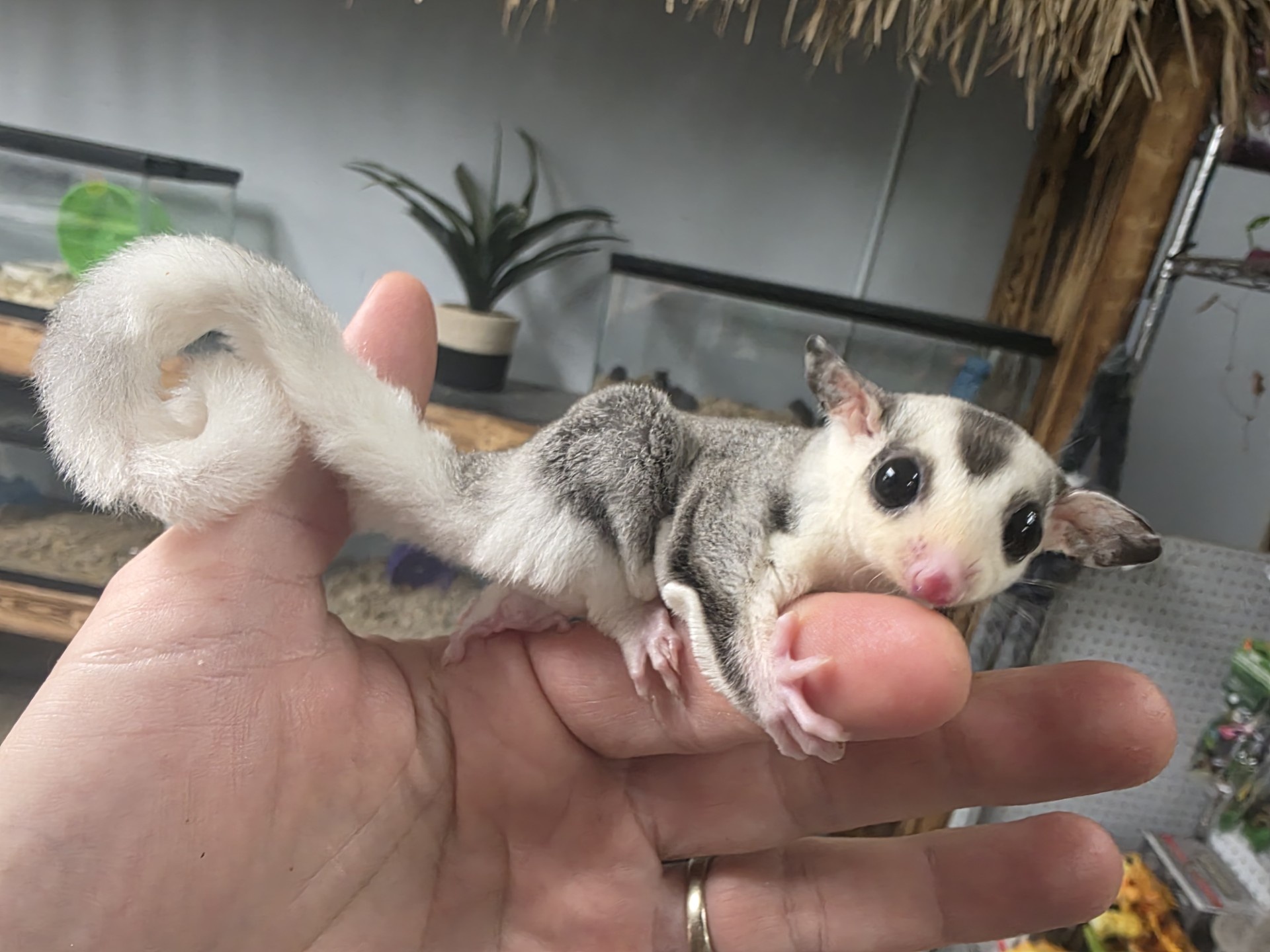 Mosaic Sugar Glider