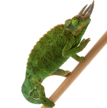 Mount Meru Jackson’s Chameleon