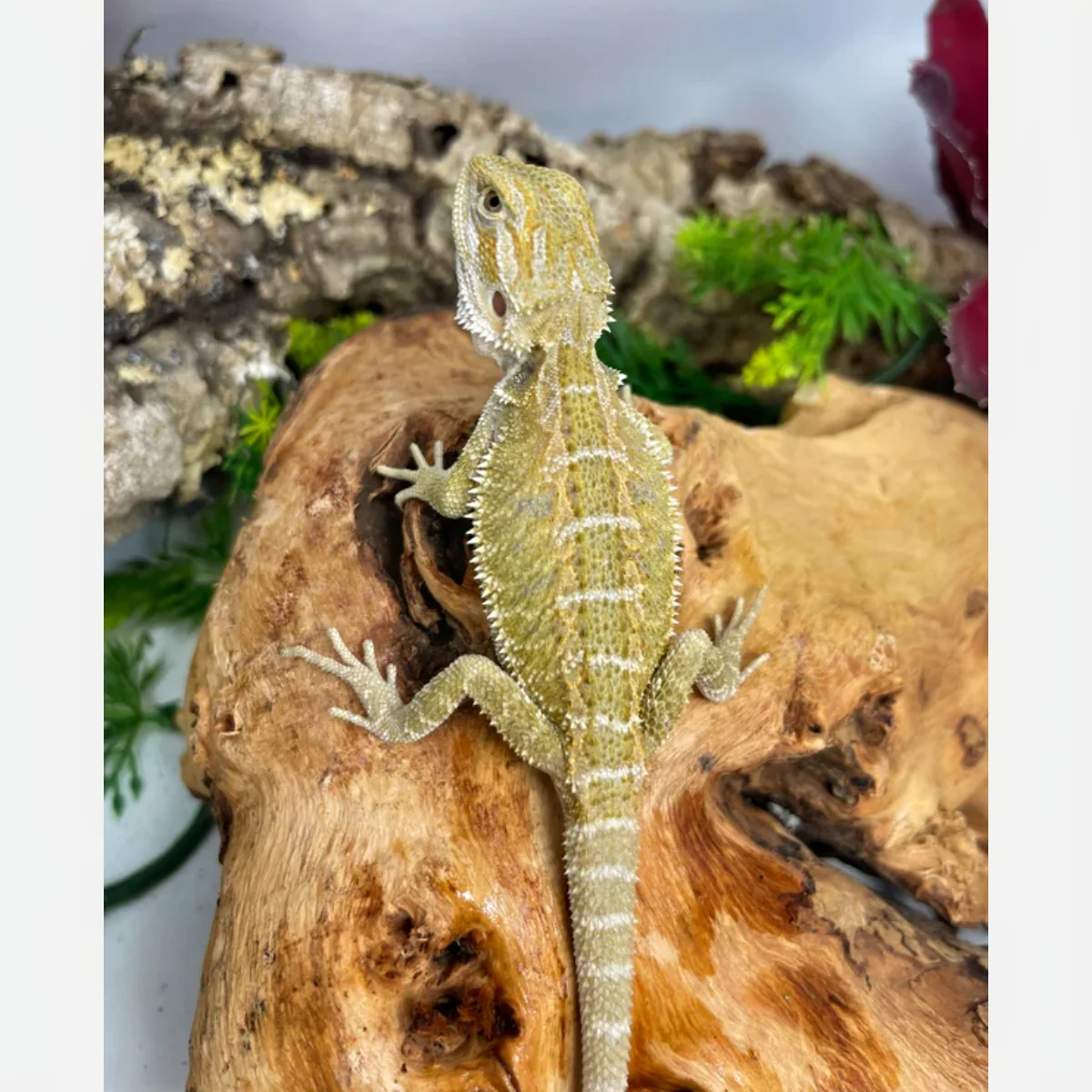 New Banana Bearded Dragons