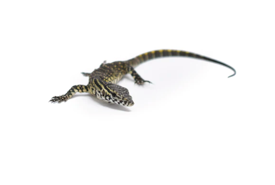 Nile Monitor