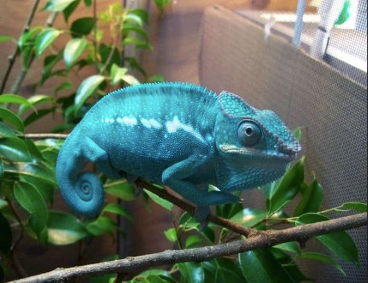 Nosy Be Panther Chameleon