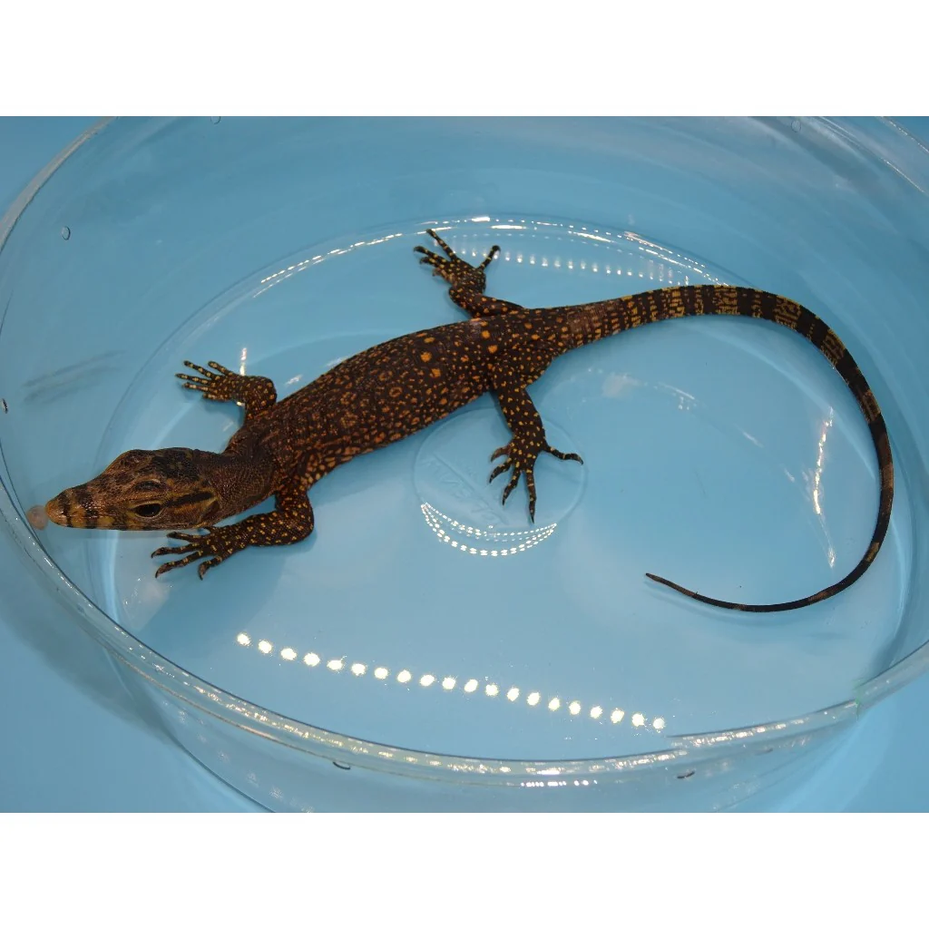 OBI Water Monitors