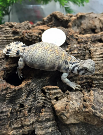 Omani Uromastyx