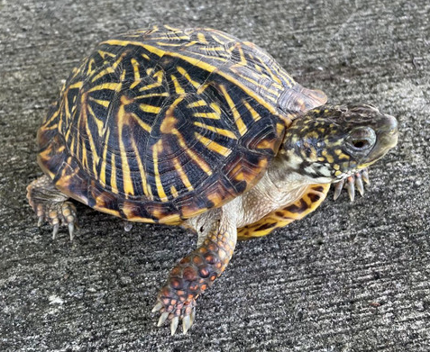 Ornate Box Turtle