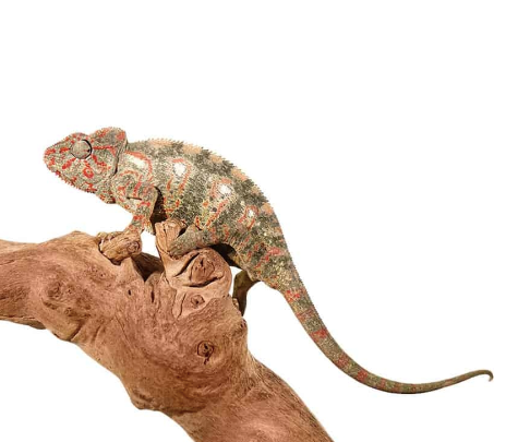 Oustalet’s Chameleon