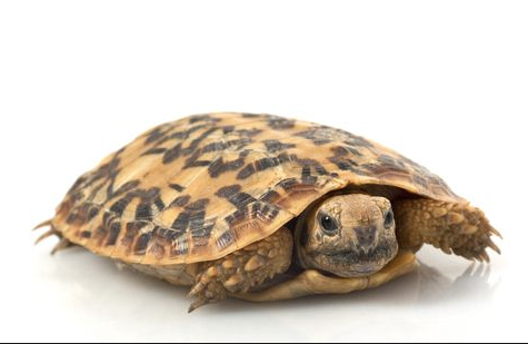 Pancake Tortoise