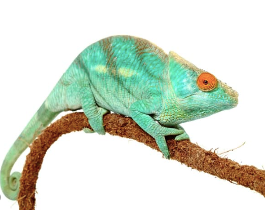Parson’s Chameleon