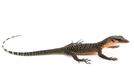 Peach Throat Monitor