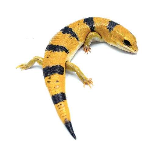 Peter’s Banded Skink