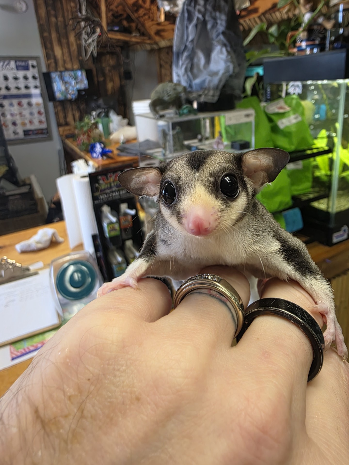 Pied Mosaic w cow ears   Possum face  Sugar Glider male