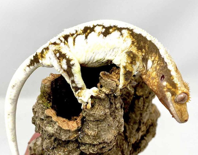 Pinstripe Crested Gecko