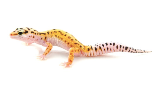 Pinstripe Leopard Gecko