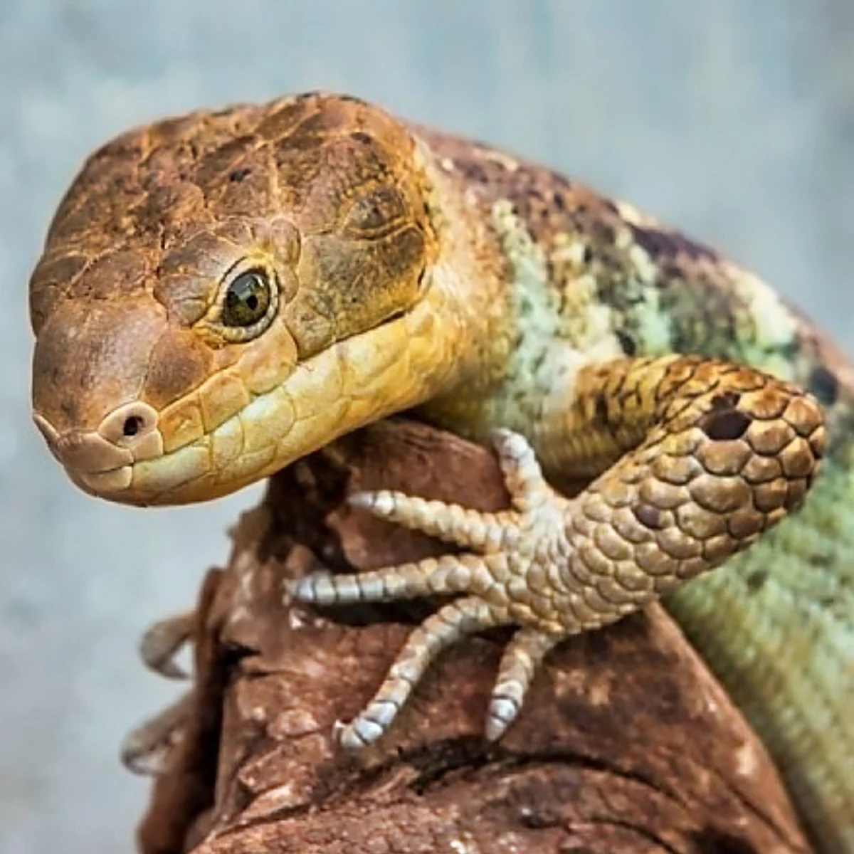 Prehensile Tail Skinks (AKA: Monkey Tail)