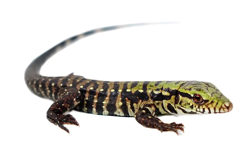 Purple Tegu