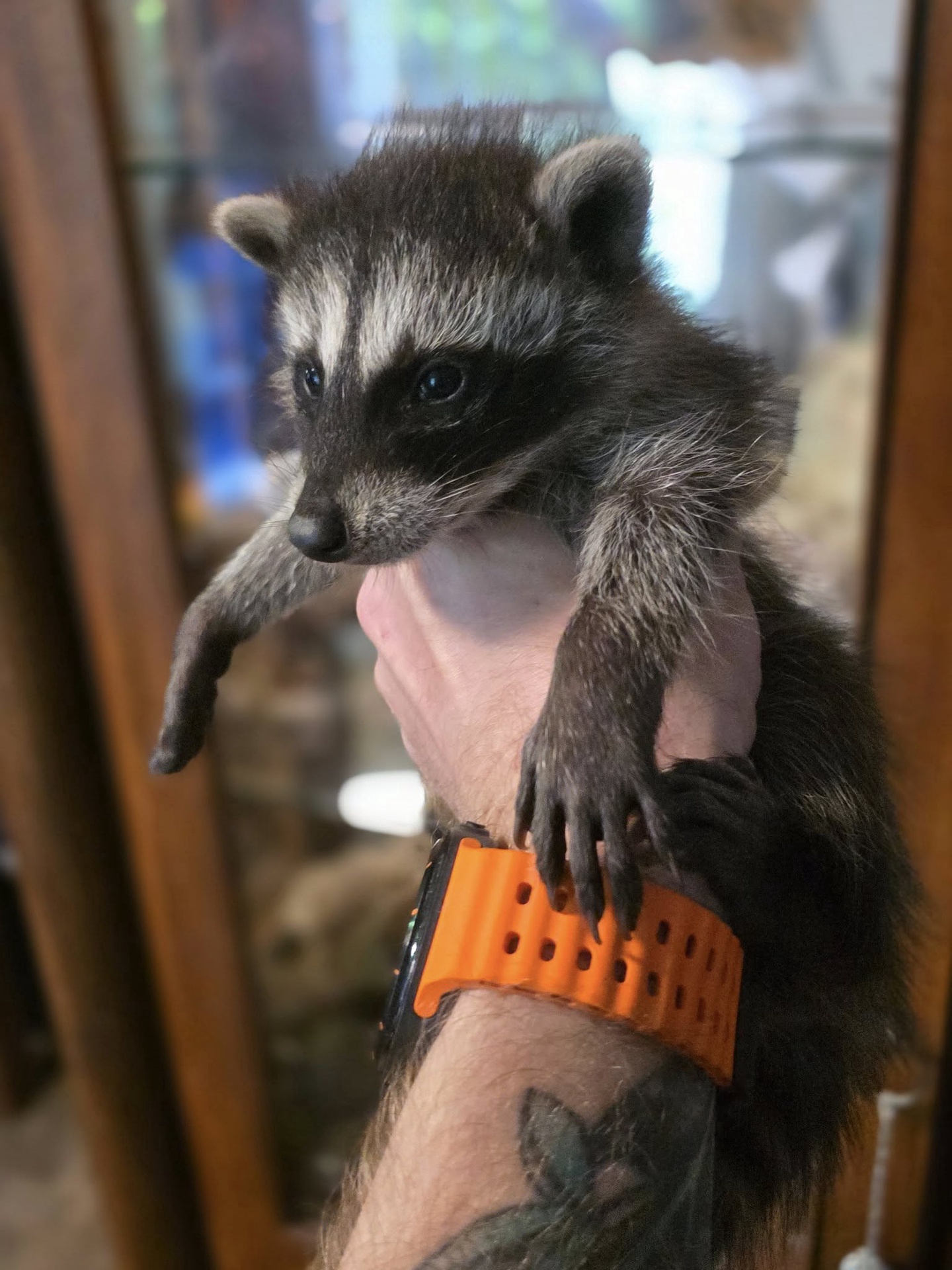 Raccoons