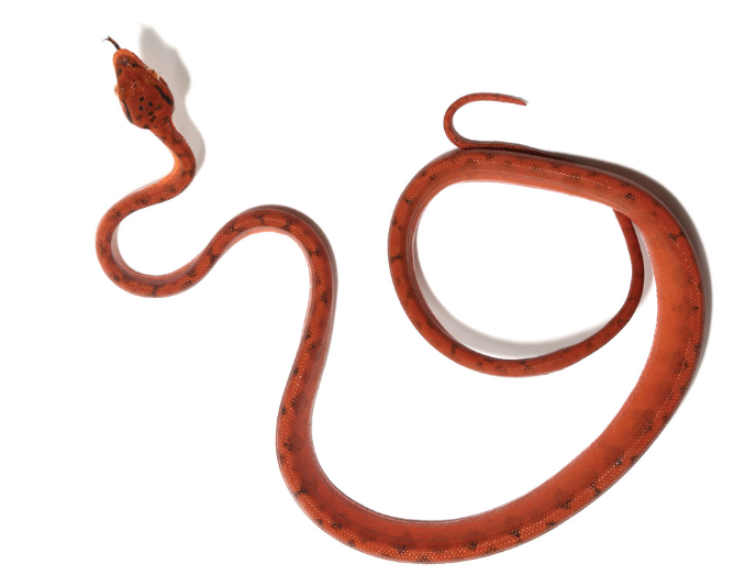 Red Amazon Tree Boa