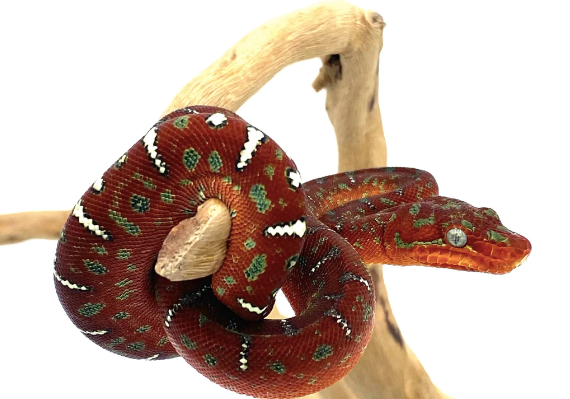 Red Emerald Tree Boa