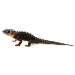 Red Eyed Armored Lizard (Tribolonotus gracilis)