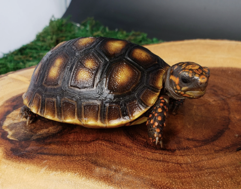 Red Foot Tortoise
