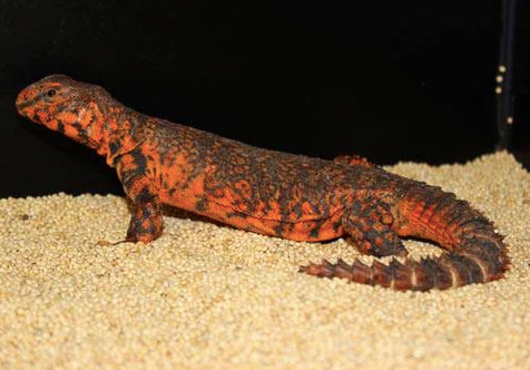 Red Niger Uromastyx