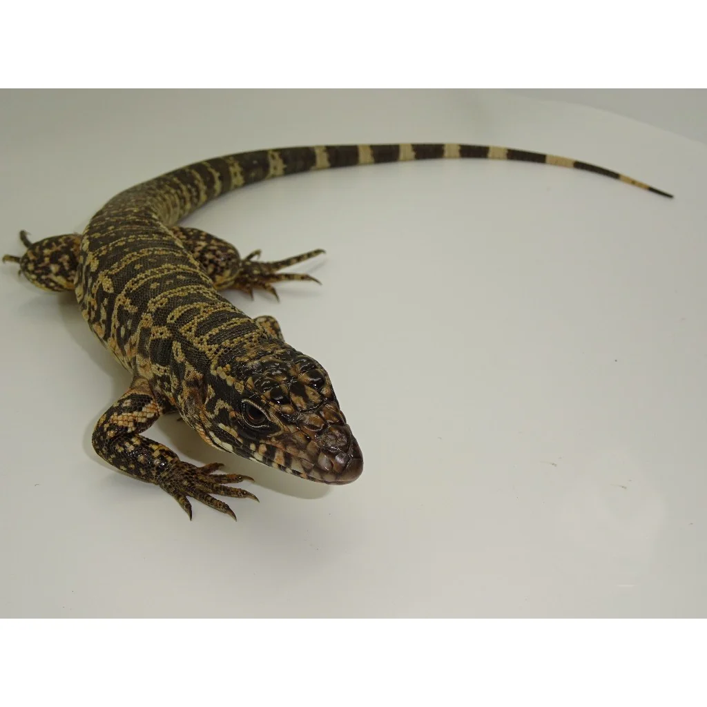 Blue X Red Tegus