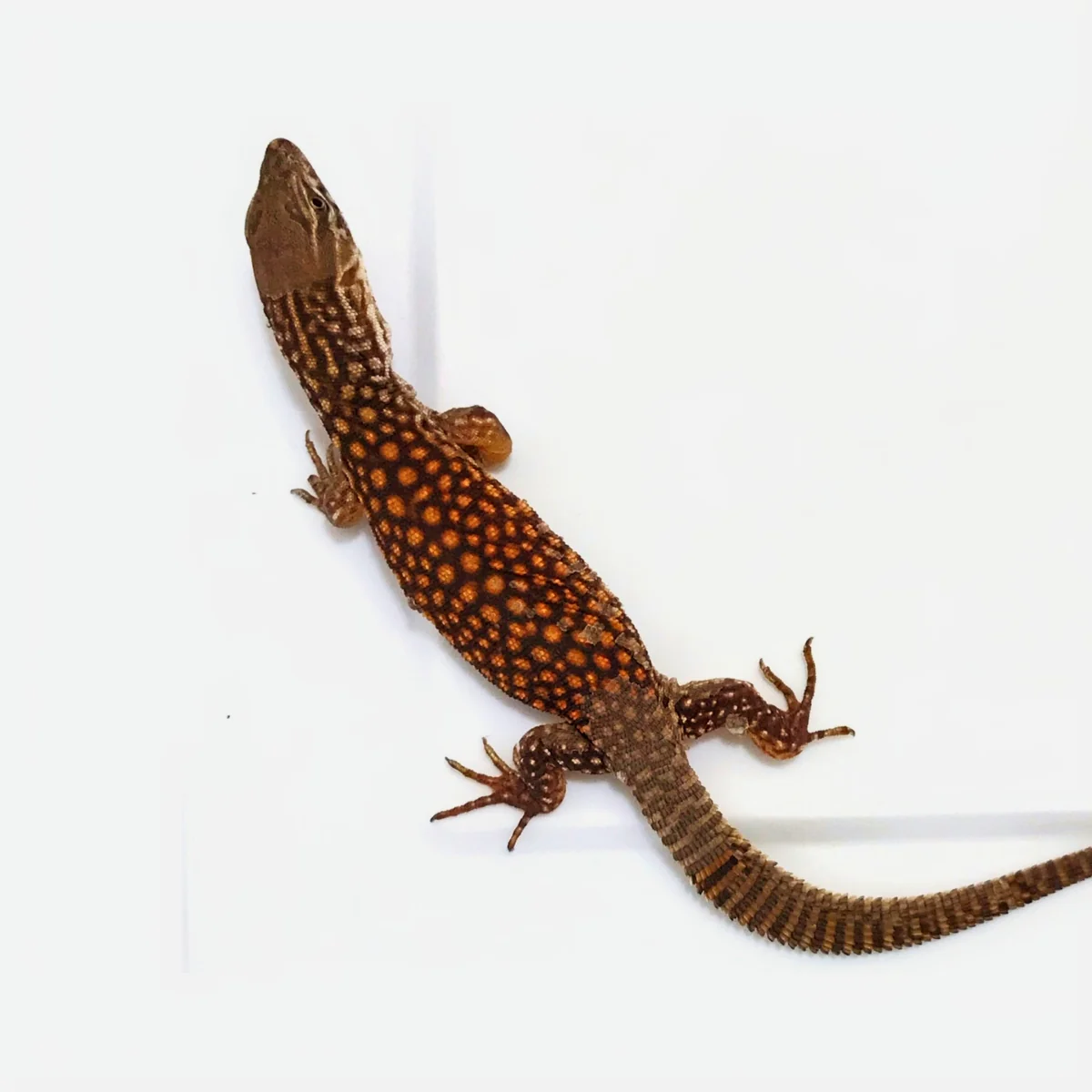 Red & Yellow Ackie Monitors