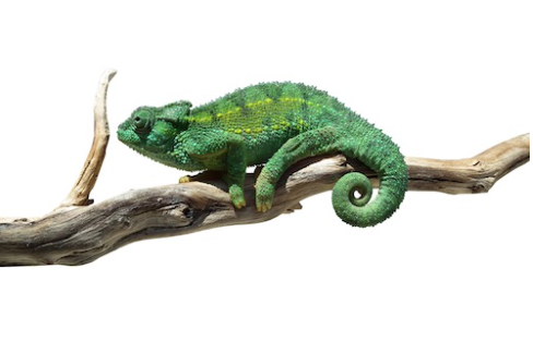 Rudis Chameleon