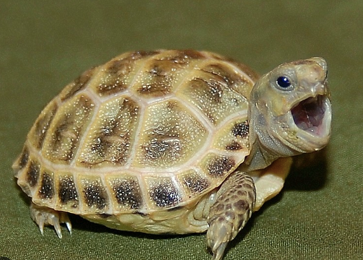 Russian Tortoise