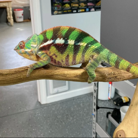 Sambava Panther Chameleon