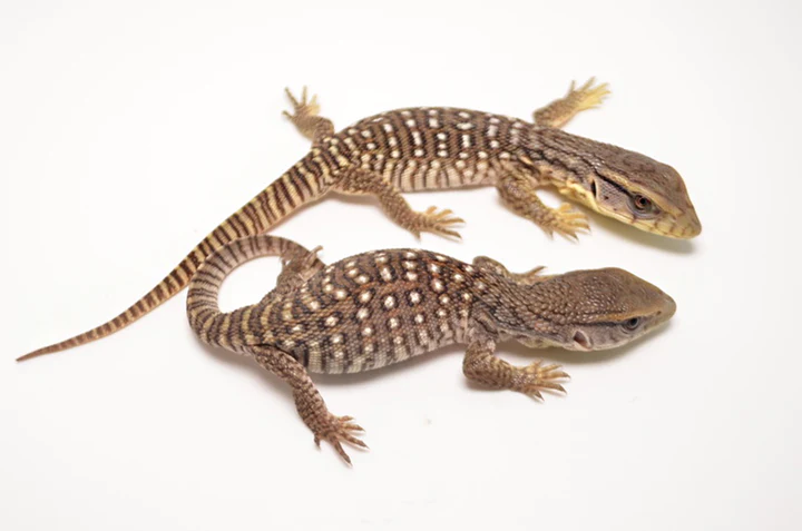 Savannah Monitor