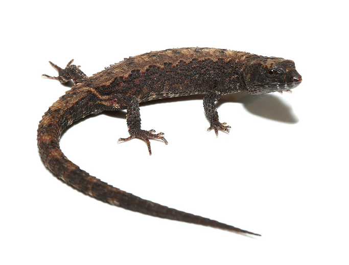 Schmidts Helmeted Skink