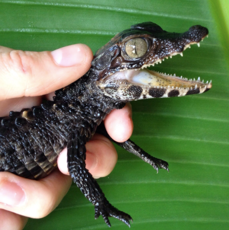 Smooth Front Caiman