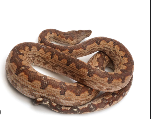 Solomon Island Ground Boa
