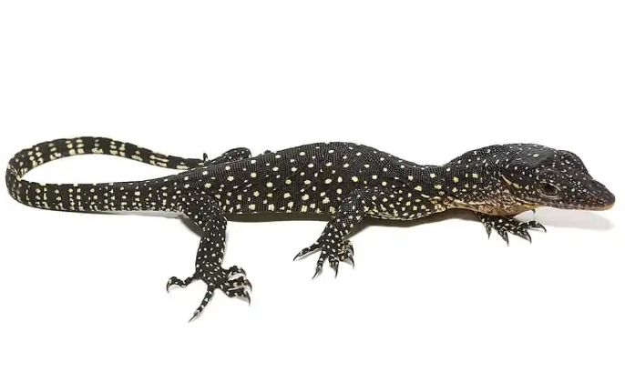 Solomon Island Mangrove Monitor