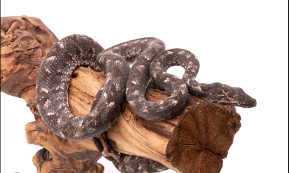 Solomon Island Tree Boa