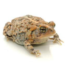 Southern Toad (Anaxyrus terrestris)