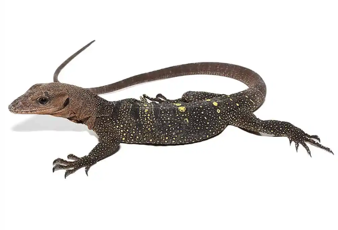 Spiny Neck Monitor