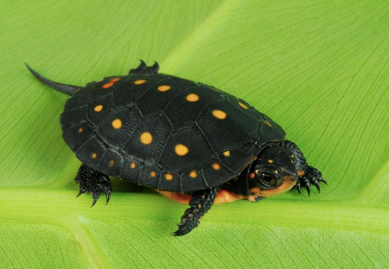 Spotted Turtle
