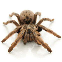 Stripe Knee Tarantula
