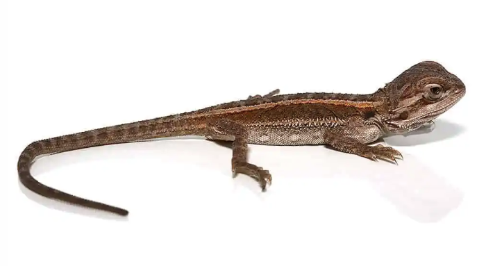 Striped Bearded Dragon