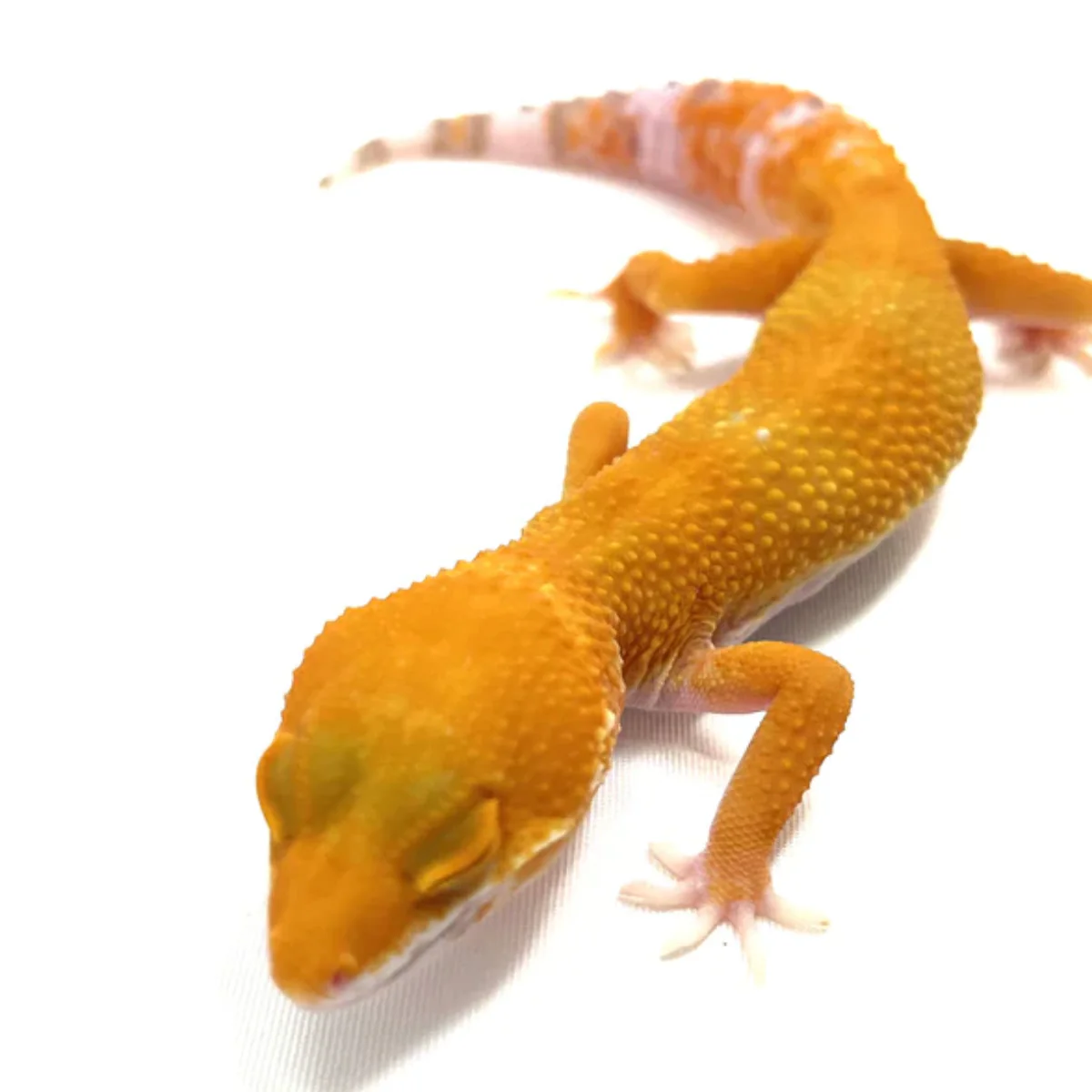 SUNGLOW Leopard Geckos