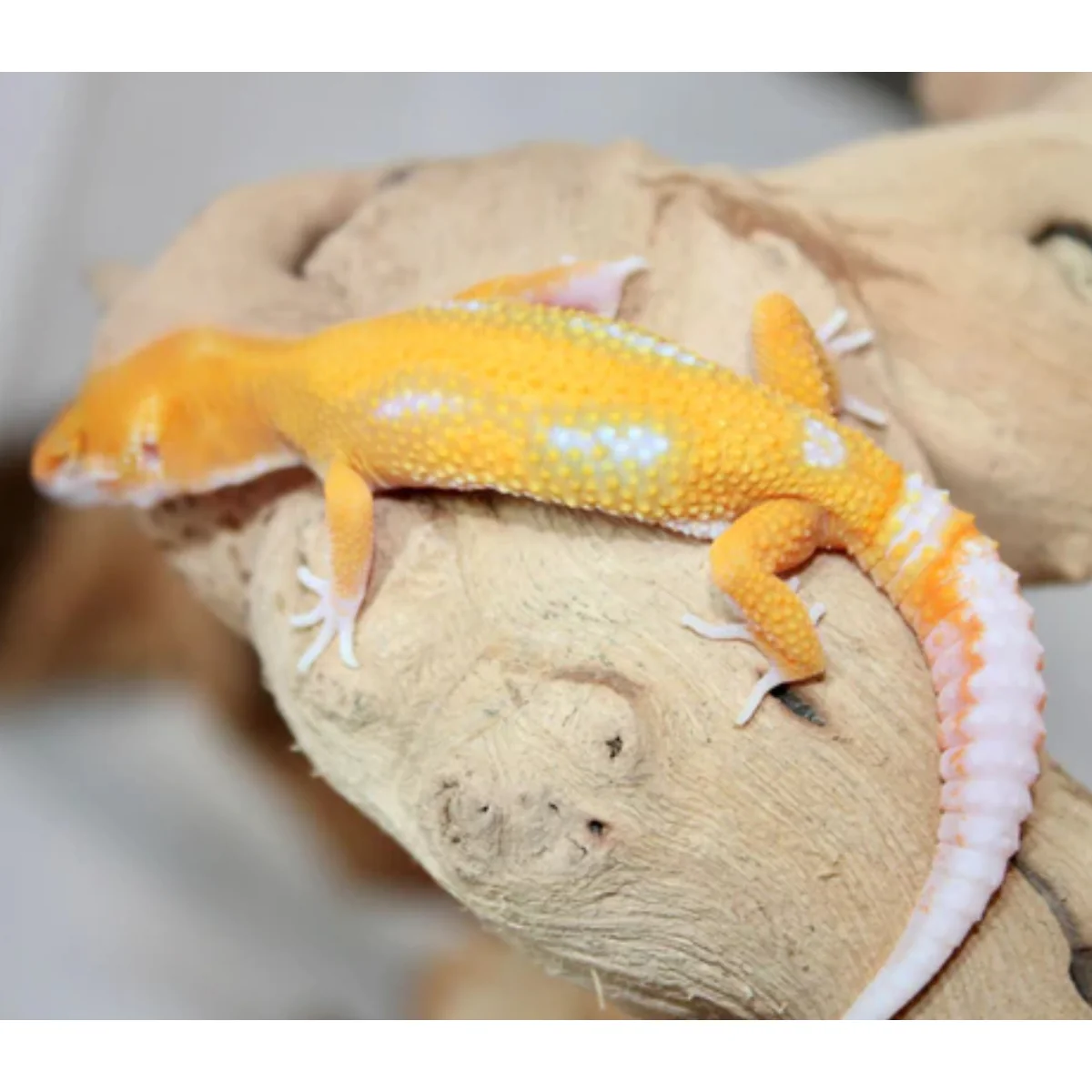 Sunglow Leopard Gecko Male
