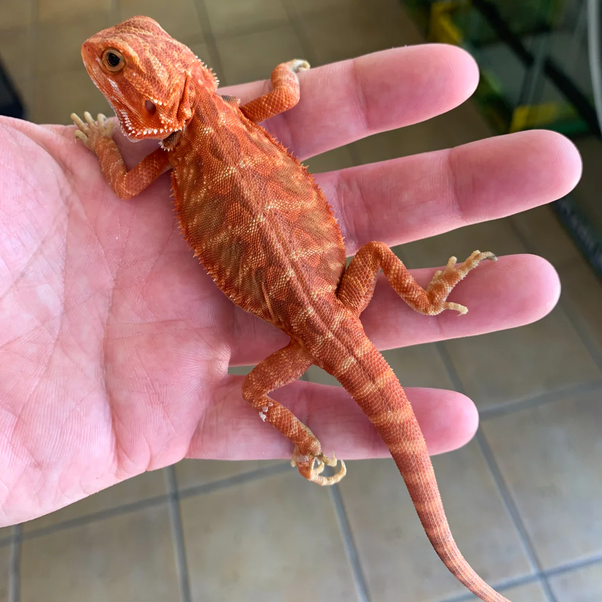 Super Red Fire Translucent Bearded Dragons