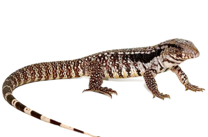 Super Blue Tegu