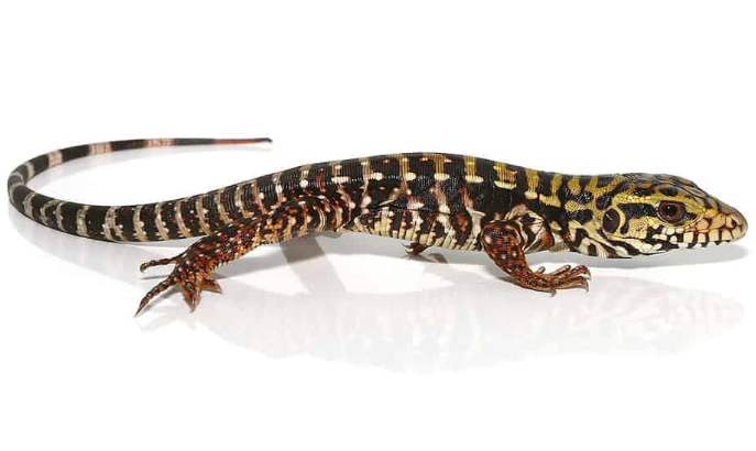Super Red Tegu